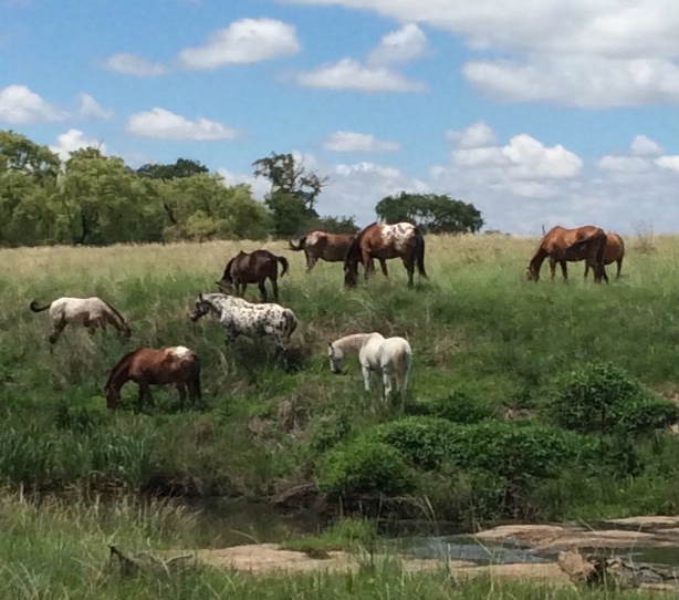 Lovebird in the Centre