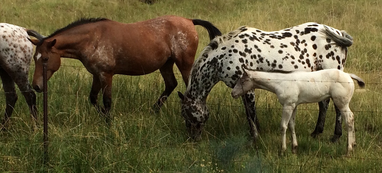 Okora, Lovebird and Ghostpop
