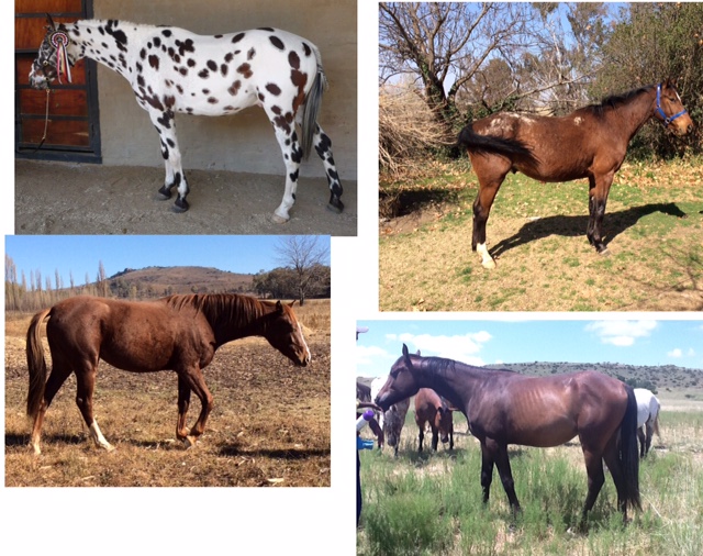 Rollercoaster, Fly-by-night, Happy Feet and Wiseguy